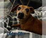 Small #8 Dachshund