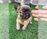 Small #4 French Bulldog