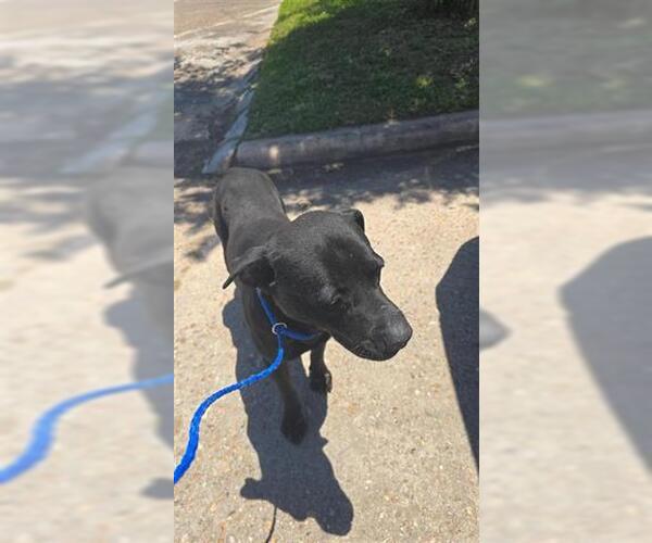 Medium Photo #1 Labrador Retriever-Unknown Mix Puppy For Sale in Houston, TX, USA