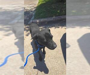 Labrador Retriever-Unknown Mix Dogs for adoption in Houston, TX, USA