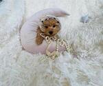 Small #13 Maltese