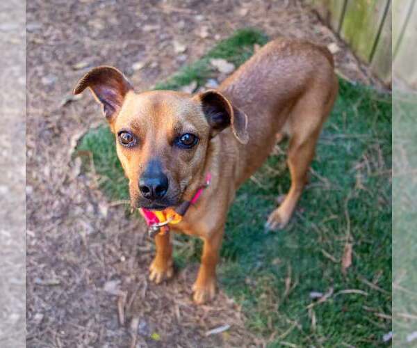 Medium Photo #3 Chihuahua-Unknown Mix Puppy For Sale in Kennesaw, GA, USA
