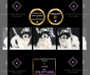 Medium Morkie