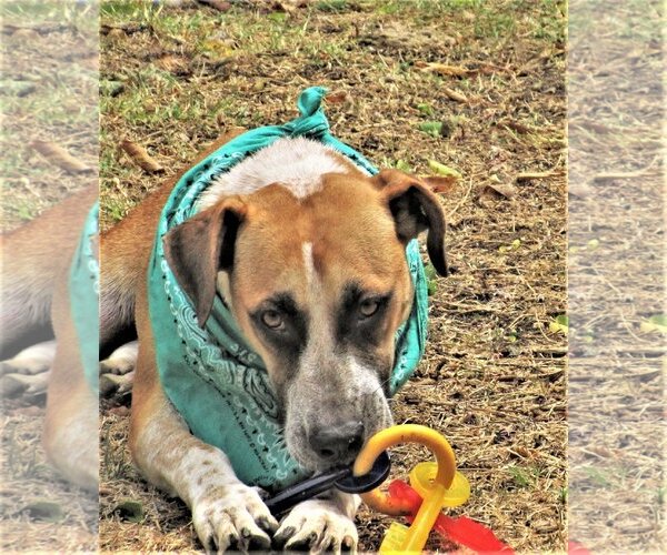 Medium Photo #6 Catahoula Leopard Dog-Unknown Mix Puppy For Sale in Godley, TX, USA