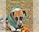 Small #5 Catahoula Leopard Dog Mix