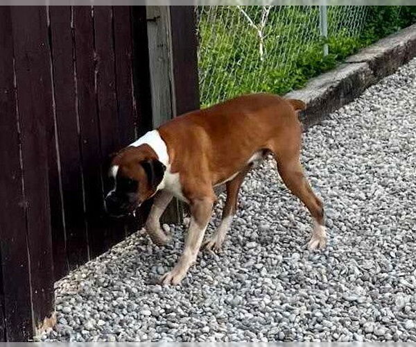 Medium Photo #12 Boxer Puppy For Sale in Burnsville, MN, USA