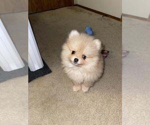 Pomeranian Puppy for sale in ATWATER, CA, USA