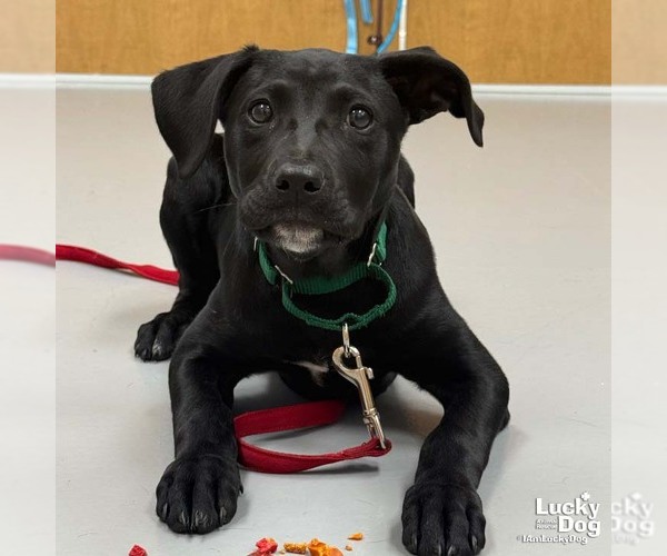 Medium Photo #2 Labrador Retriever-Unknown Mix Puppy For Sale in Washington, DC, USA