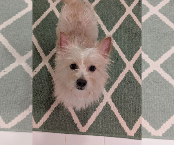 Medium Photo #2 Mutt Puppy For Sale in Greensboro, NC, USA