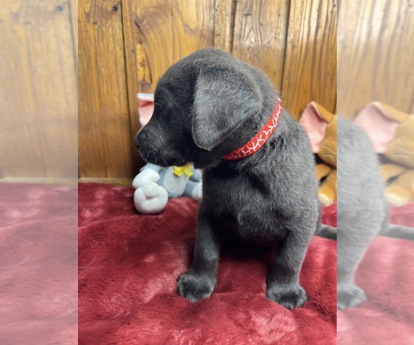 Medium Photo #9 Labrador Retriever Puppy For Sale in NEOLA, WV, USA