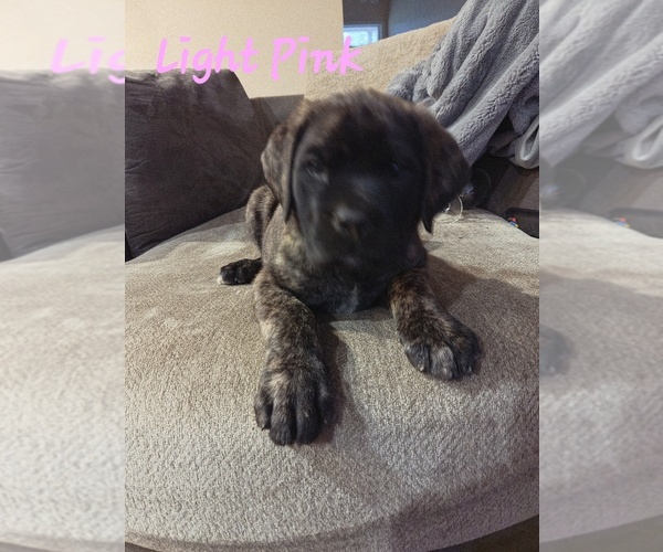 Medium Photo #3 Mastiff Puppy For Sale in WALNUT COVE, NC, USA