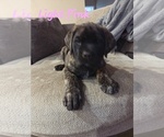 Small Photo #12 Mastiff Puppy For Sale in WALNUT COVE, NC, USA