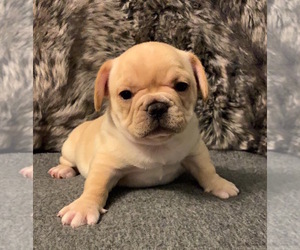 French Bulldog Puppy for sale in JOHNS ISLAND, SC, USA