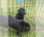 Small Photo #2 Labrador Retriever Puppy For Sale in SAINT AUGUSTINE, FL, USA