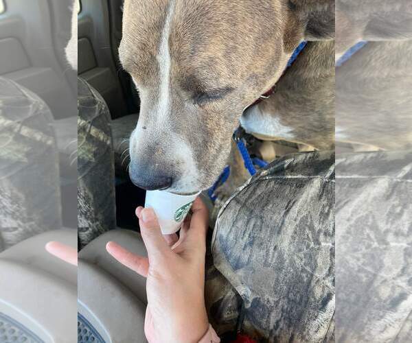 Medium Photo #13 American Pit Bull Terrier-Great Dane Mix Puppy For Sale in Munford, TN, USA