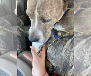 Taz - Male Great Dane-Unknown Mix Dog for Adoption - Photo #13
