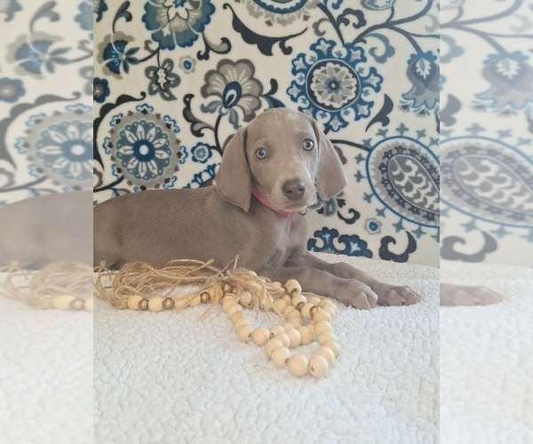 Medium Photo #26 Weimaraner Puppy For Sale in LEWISBURG, KY, USA