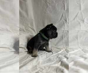 Medium French Bulldog