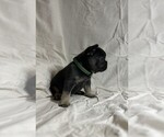 Puppy 2 French Bulldog