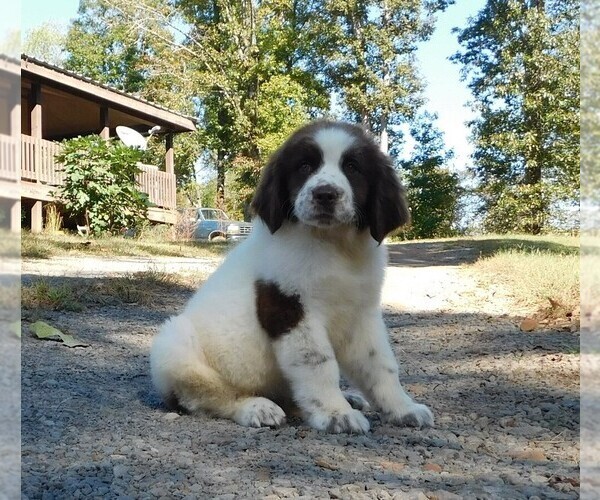Medium Photo #10 Newfoundland Puppy For Sale in CLINTON, AR, USA
