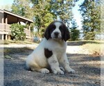 Small Photo #10 Newfoundland Puppy For Sale in CLINTON, AR, USA
