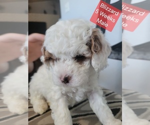 Goldendoodle (Miniature) Puppy for sale in MILFORD, UT, USA