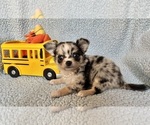 Small #2 Chihuahua