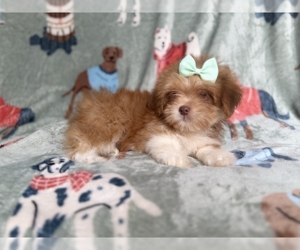 Medium Photo #8 Lhasa Apso Puppy For Sale in LAKELAND, FL, USA