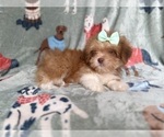 Small #7 Lhasa Apso