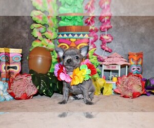 Chihuahua Litter for sale in CHARLESTON, AR, USA