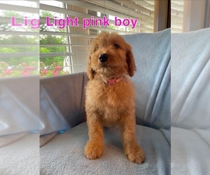Goldendoodle Puppy for Sale in MUSTANG, Oklahoma USA