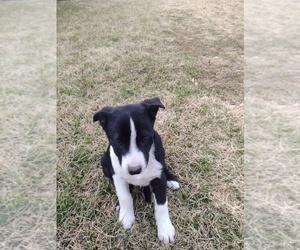 Australian Cattle Dog Dogs for adoption in LOTT, TX, USA