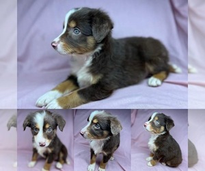 Miniature Australian Shepherd Puppy for sale in BROOKER, FL, USA