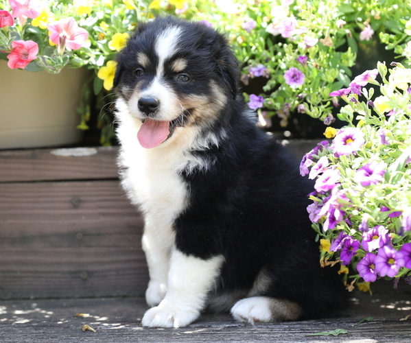 Medium Photo #2 Australian Shepherd Puppy For Sale in WESTFIELD, MA, USA