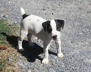 Jack Russell Terrier Puppy for sale in FAIRMOUNT, GA, USA