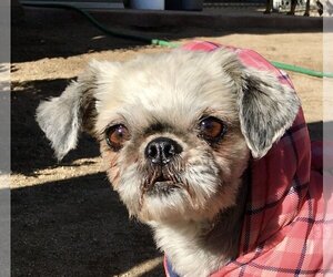 Shih Tzu Dogs for adoption in Lancaster, CA, USA