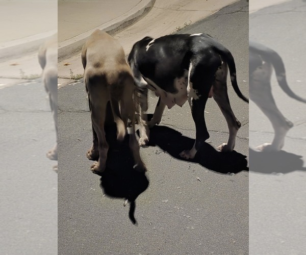 Medium Photo #1 Daniff Puppy For Sale in LAKE ELSINORE, CA, USA