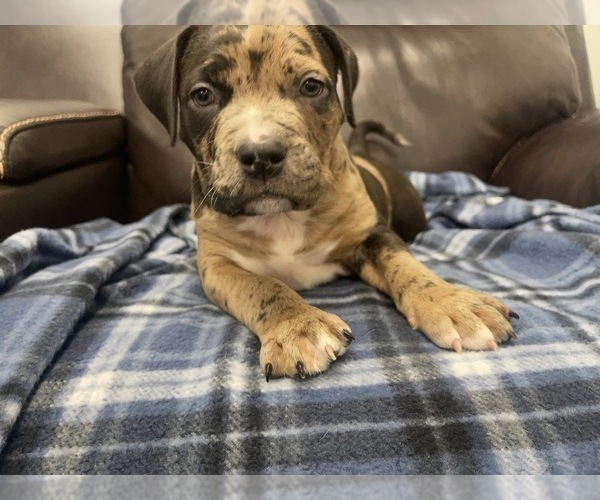 Medium Photo #127 American Bully Puppy For Sale in REESEVILLE, WI, USA