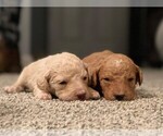 Small Photo #1 Goldendoodle Puppy For Sale in BARNESVILLE, GA, USA