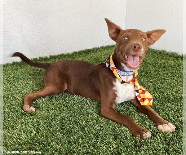 Medium Photo #2 Australian Kelpie-Chihuahua Mix Puppy For Sale in San Diego, CA, USA