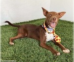 Small #1 Australian Kelpie-Chihuahua Mix