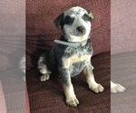 Small Photo #4 Australian Cattle Dog Puppy For Sale in BOWLING GREEN, KY, USA