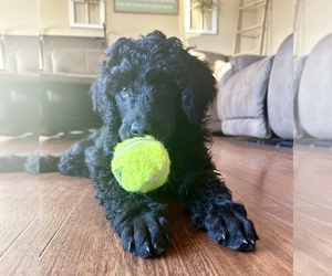 Poodle (Standard) Puppy for sale in ROLLA, MO, USA
