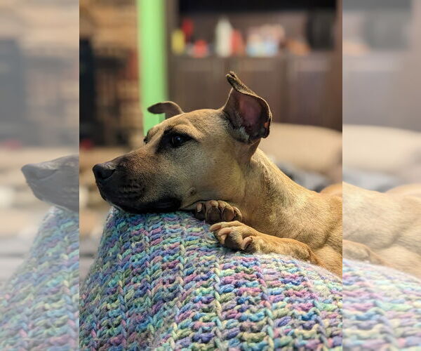 Medium Photo #12 American Staffordshire Terrier-Unknown Mix Puppy For Sale in Arlington, VA, USA