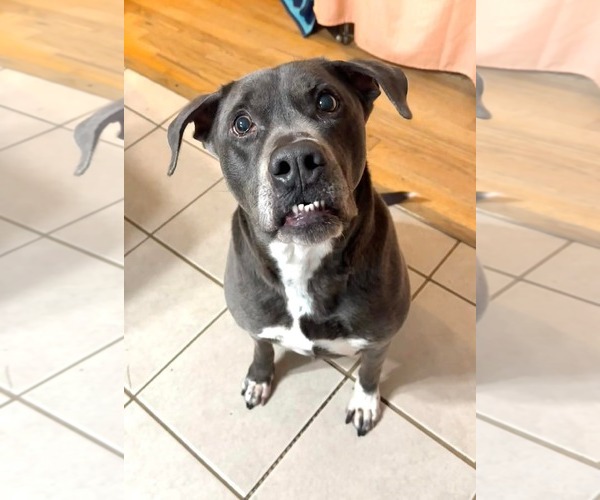Medium Photo #26 American Staffordshire Terrier-Labrador Retriever Mix Puppy For Sale in Holly Springs, NC, USA