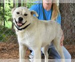 Small #3 Huskies  Mix