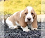 Small #2 Basset Hound