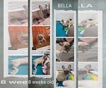 Small Photo #17 French Bulldog Puppy For Sale in MCKINLEYVILLE, CA, USA