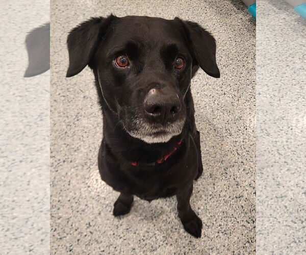 Medium Photo #3 Labrador Retriever-Unknown Mix Puppy For Sale in Manahawkin, NJ, USA