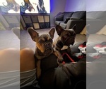 Small Photo #1 French Bulldog Puppy For Sale in SANTA CLARITA, CA, USA